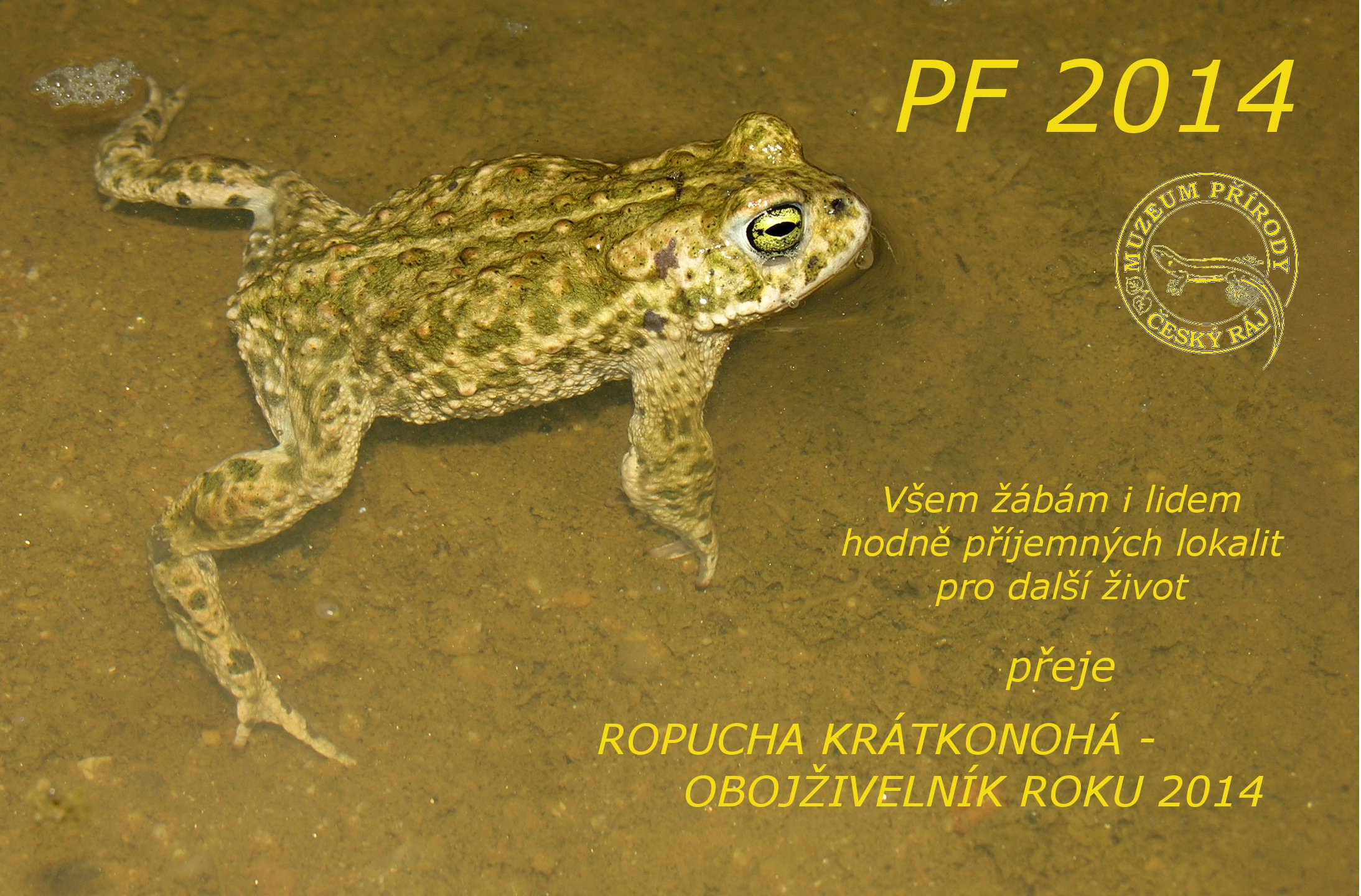 ropucha krátkonohá - pf 2014